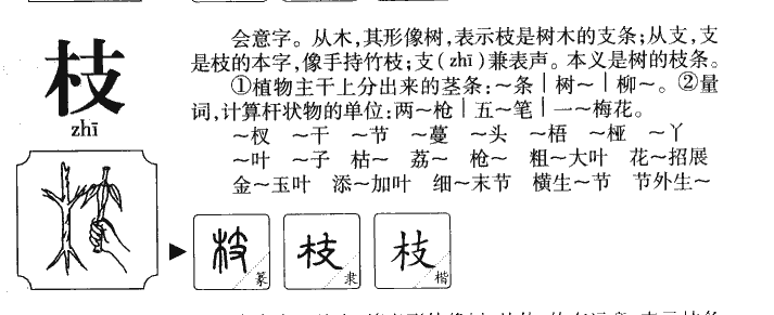 枝字字源