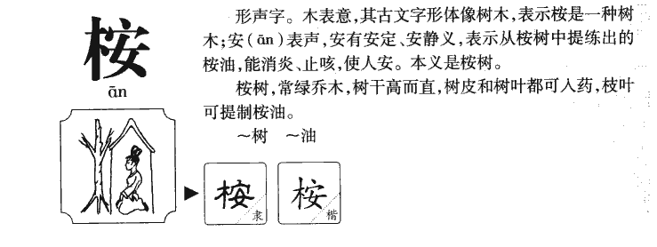桉字字源