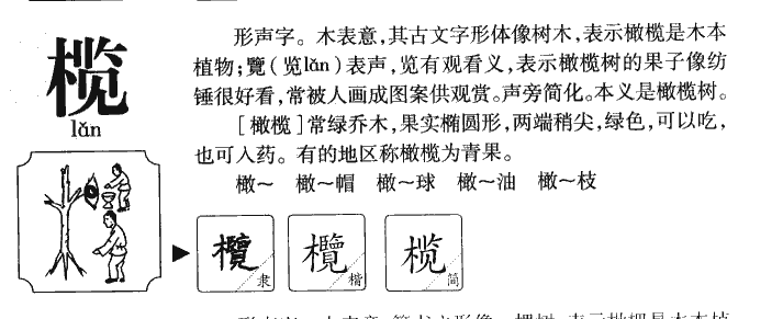 榄字字源