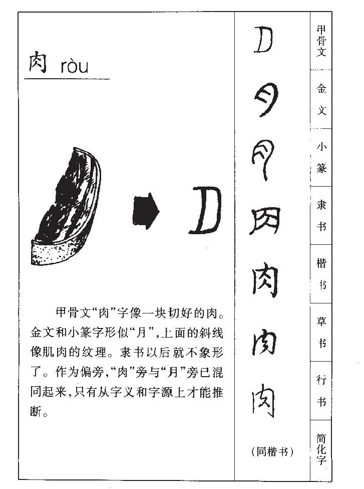 肉字字源