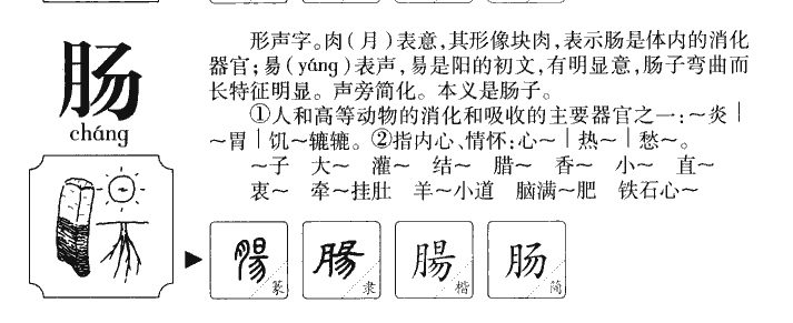 肠字字源
