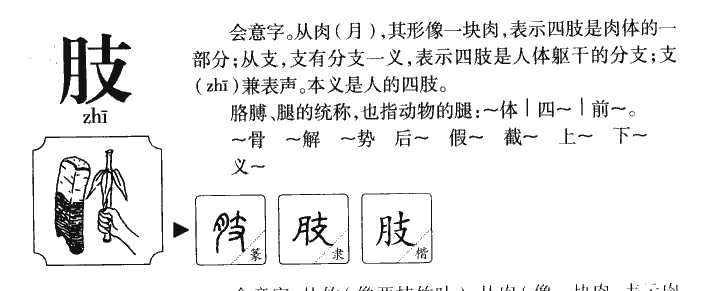 肢字字源