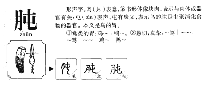 肫字字源