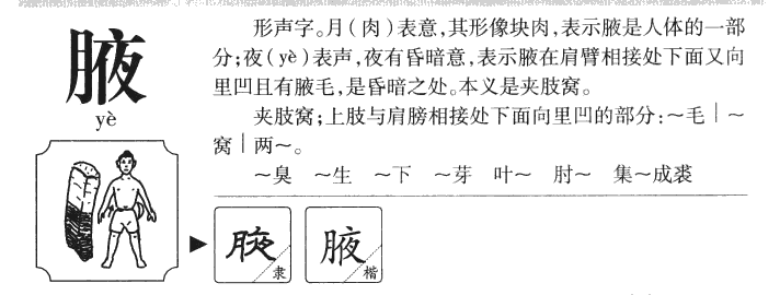 腋字字源