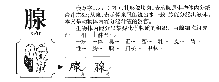 腺字字源