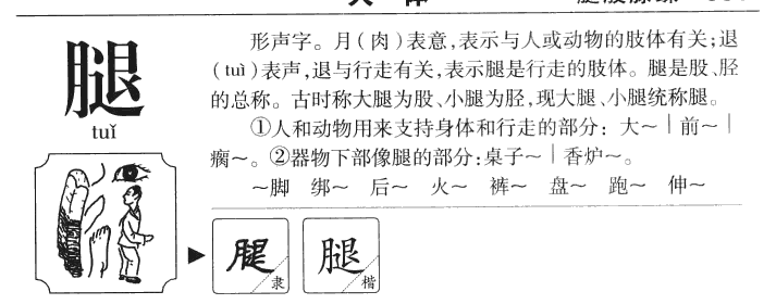 腿字字源