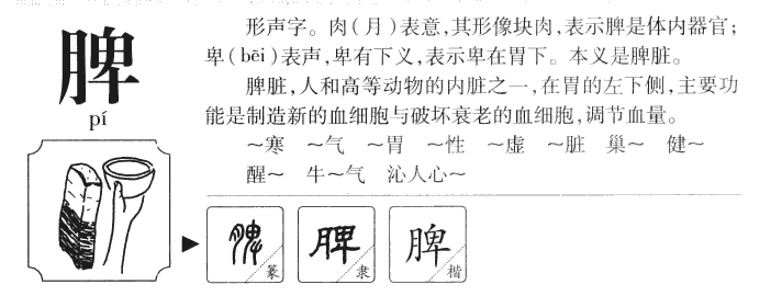 脾字字源